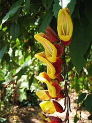 016 Jardin Botanique